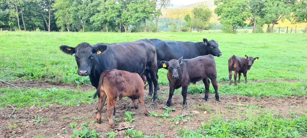 Farma Angus