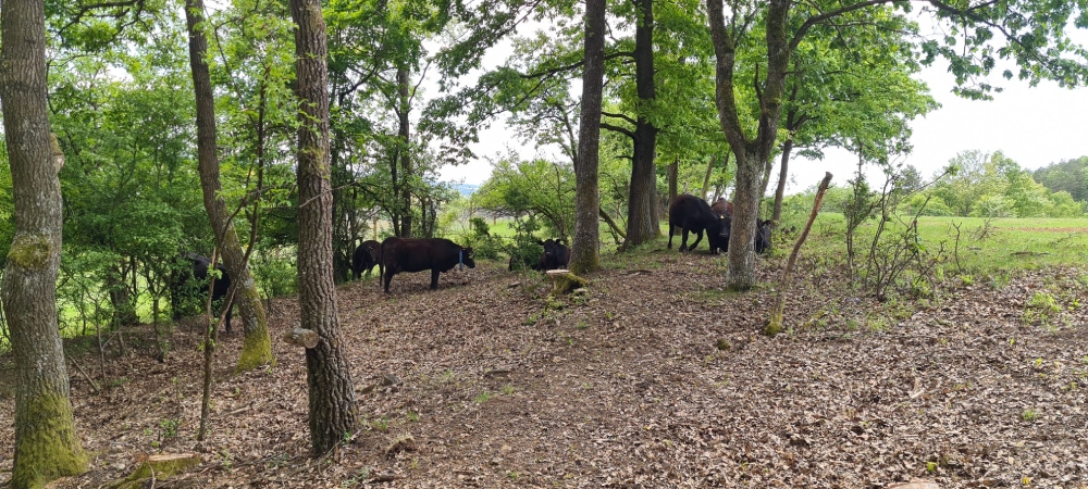 Aberdeen Angus